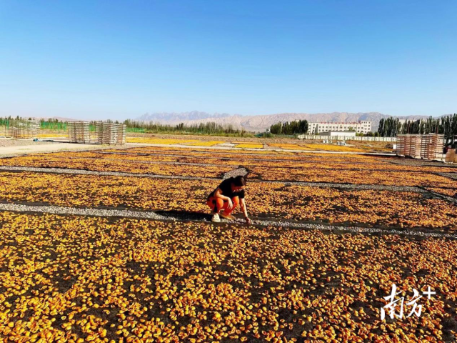张利查看杏脯晾晒情况