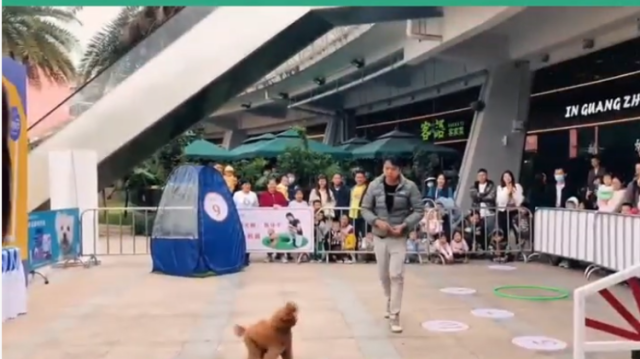 SDT看毛孩子开挂！2026年1月大湾区宠物年度盛典等您！