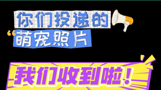 宠爱瞬间征稿启动！宠粉年货拉满+佳作抢先看