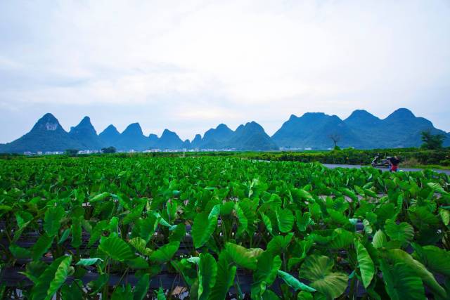 桂林香芋生长环境优美。