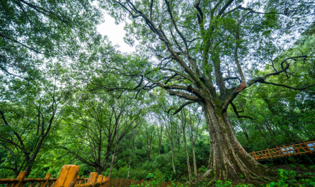 红锥古树群落周围还生长着许多乡土珍贵树种  