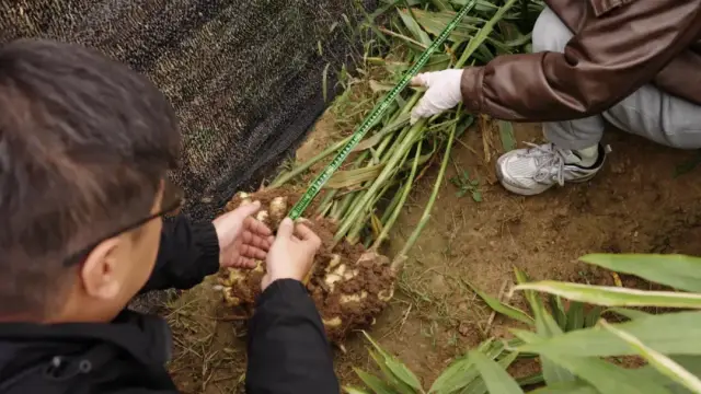 山东潍坊大姜品牌标杆基地测产现场。