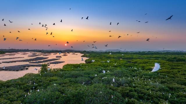 程村镇的红树林与白鹭 （张希焕 摄）