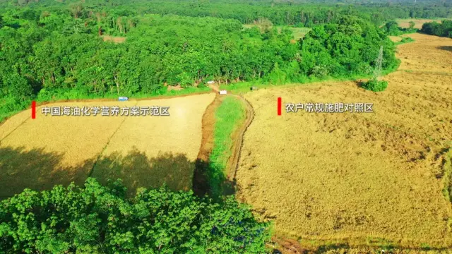 海南临高水稻标杆基地测产现场。