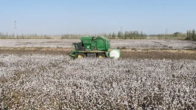 新疆棉花品牌标杆基地测产现场。