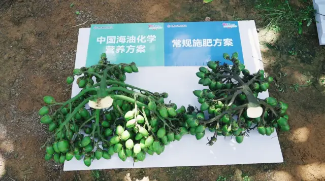 海南槟榔品牌标杆基地测产现场。