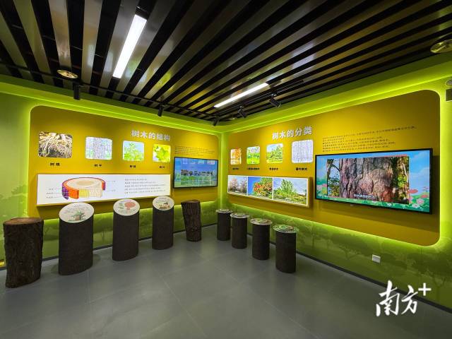 树木知识ABC。 南方+ 卢逸轩 拍摄