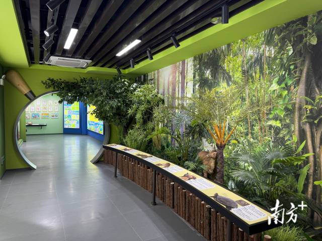 黑石顶省级自然保护区还原景观。 南方+ 卢逸轩 拍摄