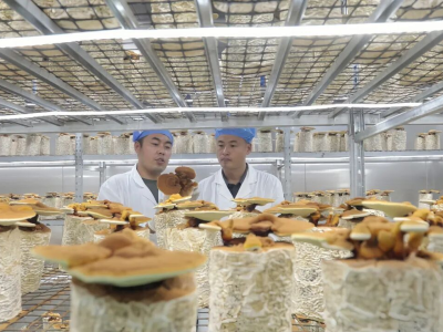 小灵芝撬动大发展，疏附鲜灵芝单个售价超百元