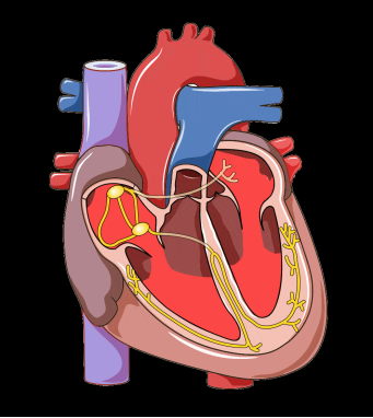 当心脏电路出故障：不只是心跳加速那么简单