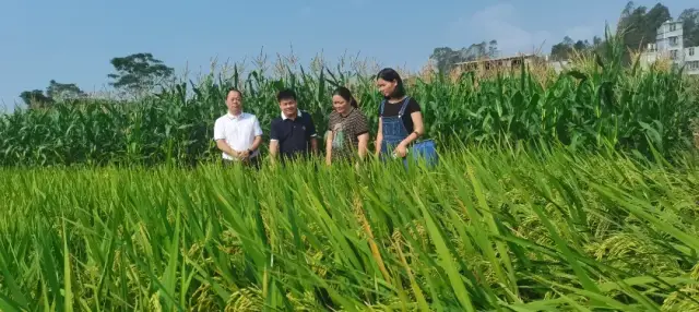 2025年7月，邓智勇（左二）在福旺镇绿源农产品产销专业合作社优质稻种植示范基地指导粮食安全生产。