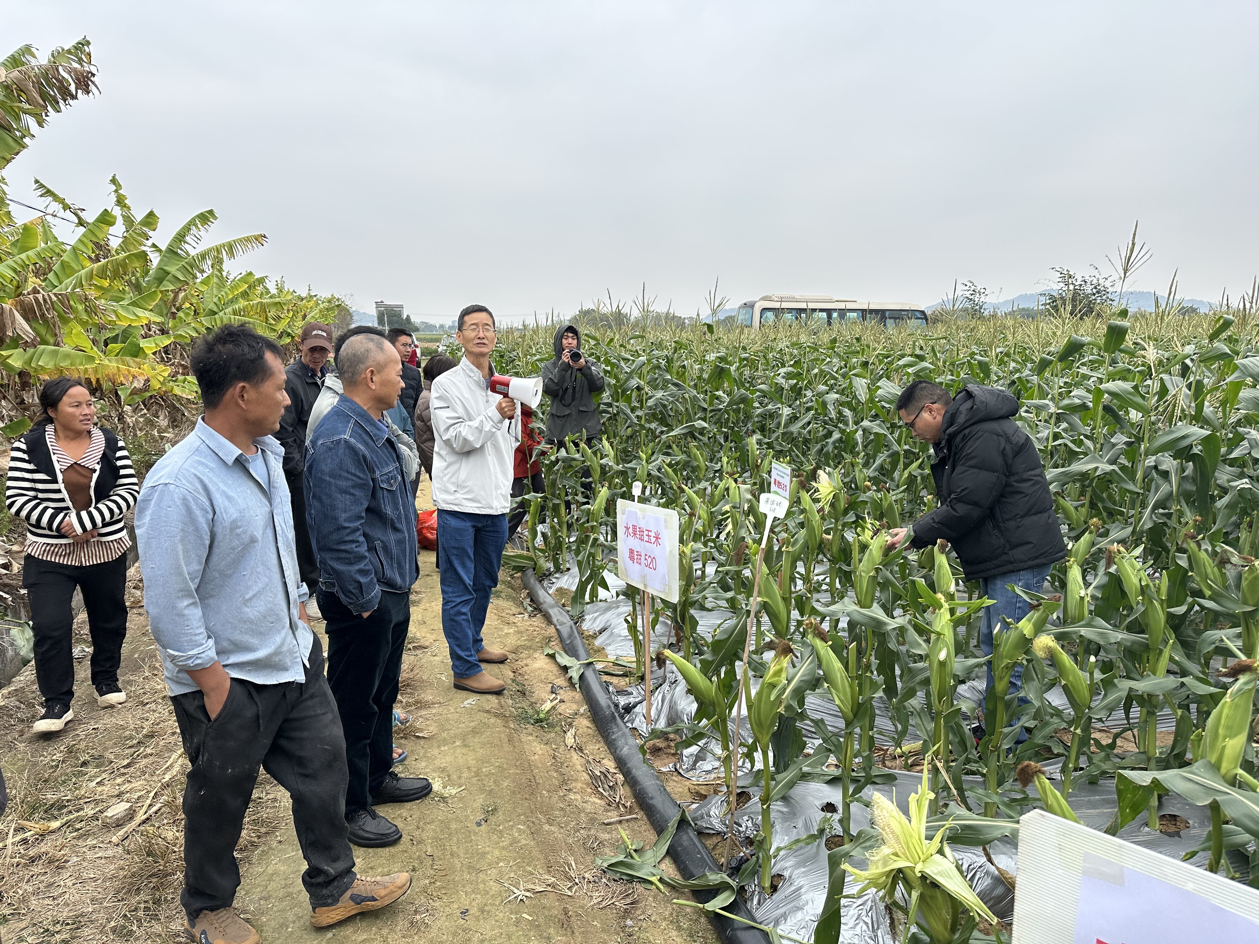 田间看种选优品！惠城举办旱粮作物优新品种观摩培训会
