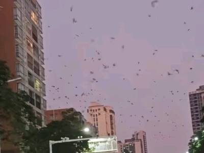 生态好了，居民却愁了？珠海一地“鸟粪扰民”引关注