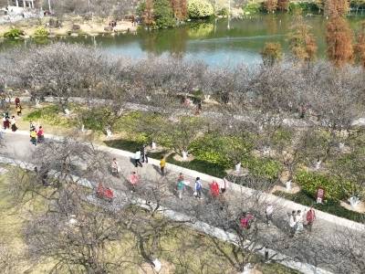 十里梅花浑似雪！广州萝岗香雪文化季开幕