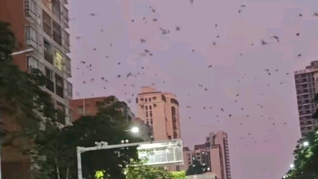 生态好了，居民却愁了？珠海一地“鸟粪扰民”引关注