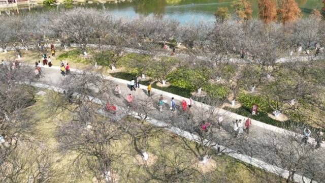 十里梅花浑似雪！广州萝岗香雪文化季开幕