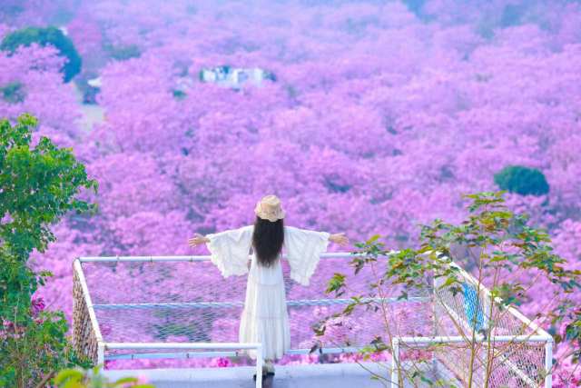 游客打卡紫花风铃木林