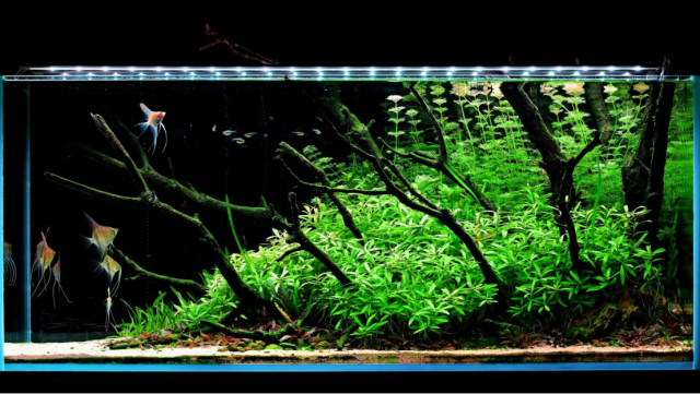 广州观赏鱼走入寻常百姓家