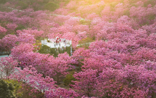 江门市新会区绿美生态园紫花风铃木  通讯员 林荫 供图
