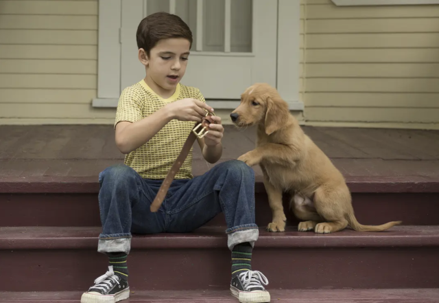 导演通过大量狗狗的主观镜头和内心旁白，让观众得以走进“毛孩子”贝利的精神世界