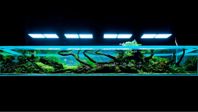 器材为主的水族用品成为消费新主流，玩家关注点已从“买条鱼养”进阶为追求“设备升级与造景美学”。