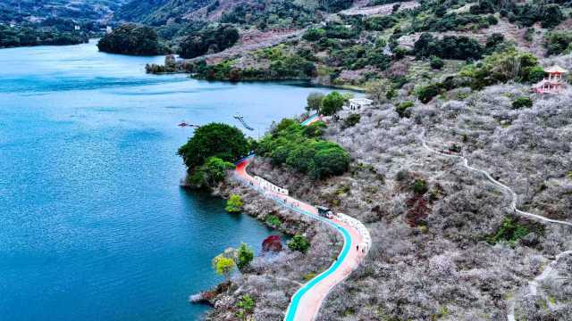 广州市流溪河国家森林公园梅花盛开  