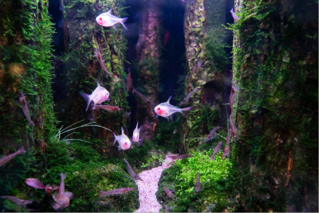 万千美景，收进方寸之间。