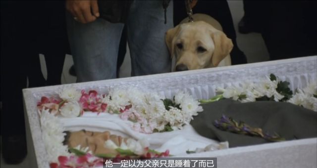 电影《导盲犬小Q》里，小Q出席渡边的葬礼，深情地看着他。