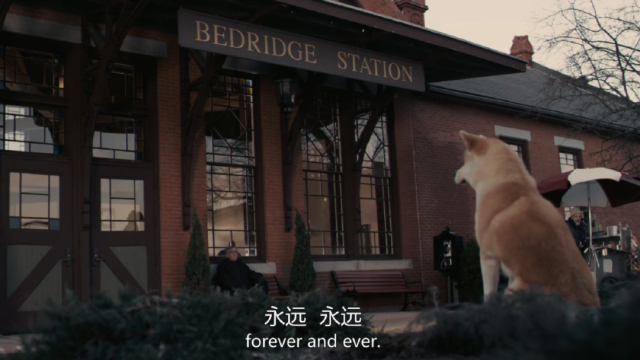 美国版《忠犬八公的故事》里，帕克因病离世，而不明就里的八公仍旧每日傍晚五点，准时伫立在小站门前，等待着主人归来……