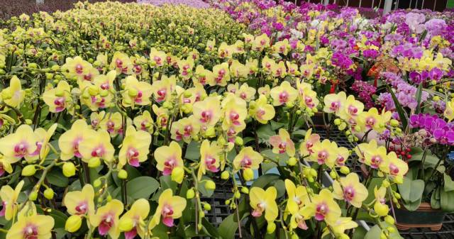 广东万顷园艺世界兰花盛开 