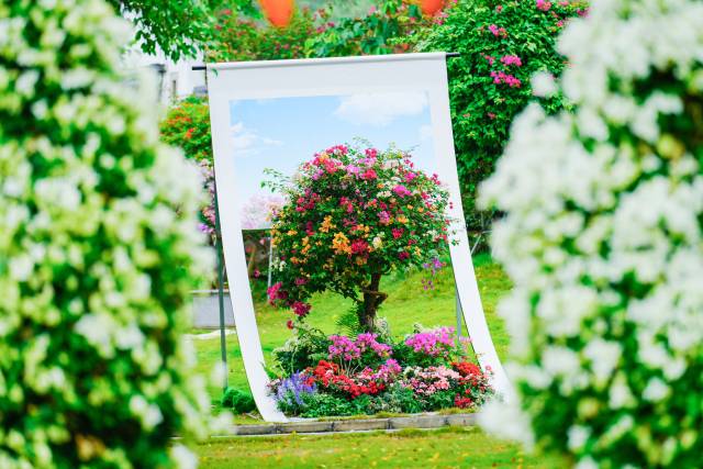 马岭观花植物园三角梅盛开  