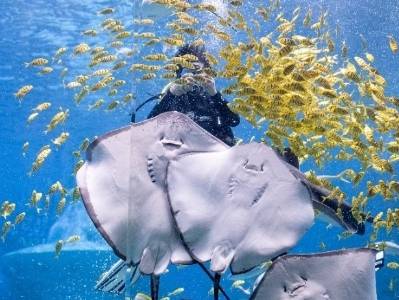 偶遇国风美人鱼！广州海洋馆元旦假期开启超长待机模式