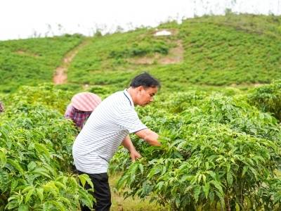 工行阳江分行：创新“阳江社村贷”赋能订单农业