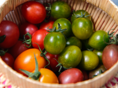 以粤桂协作为翼，载田阳优品入湾