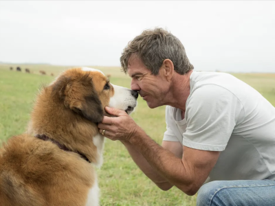 从《一条狗的使命》到“媒体+”湾区宠物年度盛典：跨越银幕的人宠情感羁绊