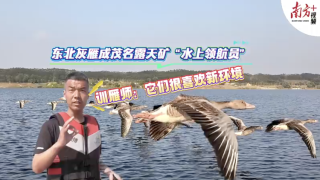 东北灰雁成茂名露天矿“水上领航员”，训雁师：它们很喜欢新环境