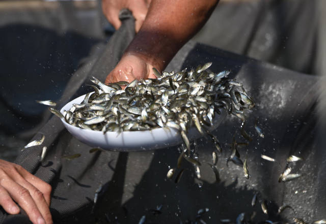 九江在“千亿鱼花”基础上，全力巩固提升“中国淡水鱼苗之乡”金字招牌。