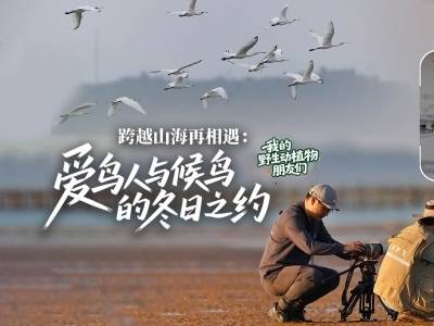 跨越山海再相遇：爱鸟人与候鸟的冬日之约