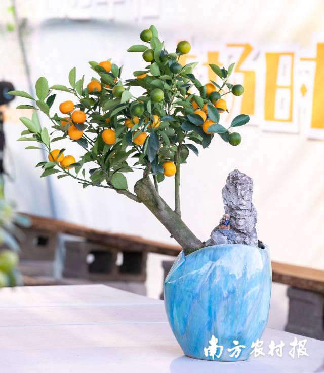 年桔“艺术化”。