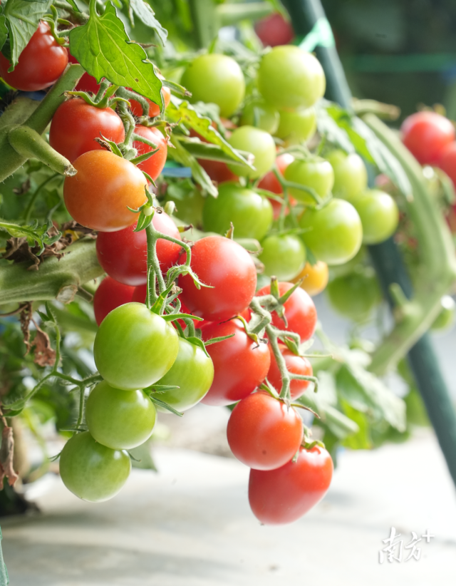 成串成熟的番茄