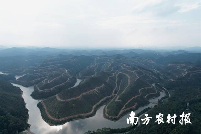 佛山市潭黎水库松林更新改造后。