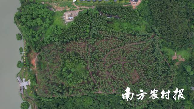 广州市增城区大径级森林培育项目荔湖绿美点改造。