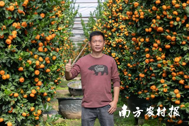 顺德区陈村镇年桔协会副会长梁钜东点赞陈村年桔。