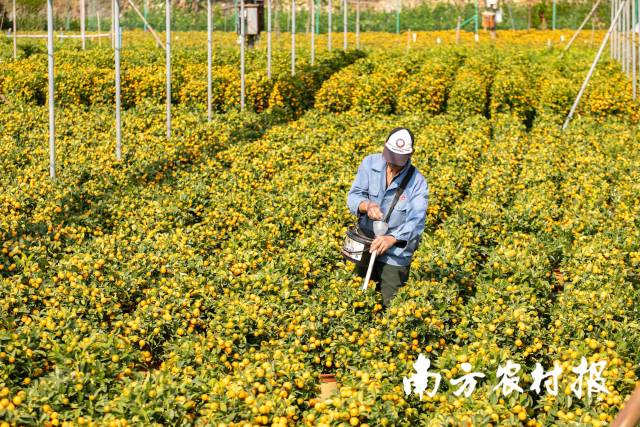 工人给年桔施肥。