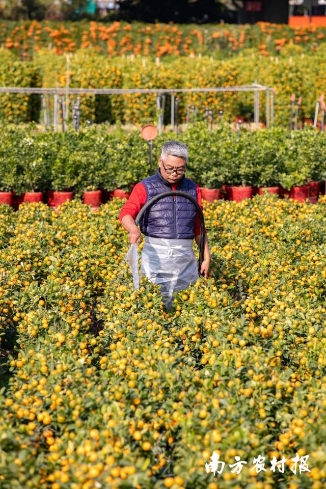 工人给年桔浇水。