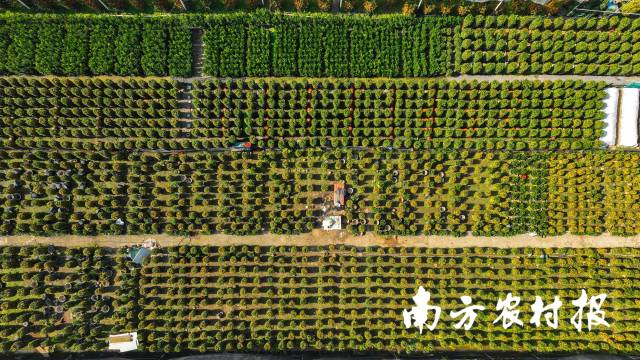 陈村年桔种植基地。 