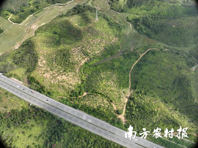 肇庆怀集新造林抚育近景（“大斑块”样板）