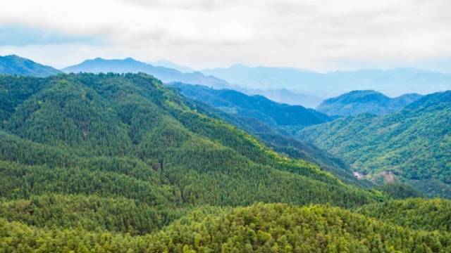 完成65.27万亩林分优化抚育！清远2025年绿美生态建设任务圆满收官