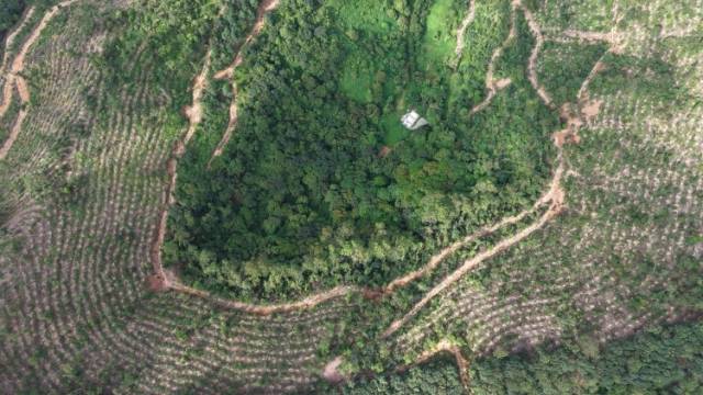 森林面积、蓄积量双增长，“十四五”广东森林质量实现新飞跃