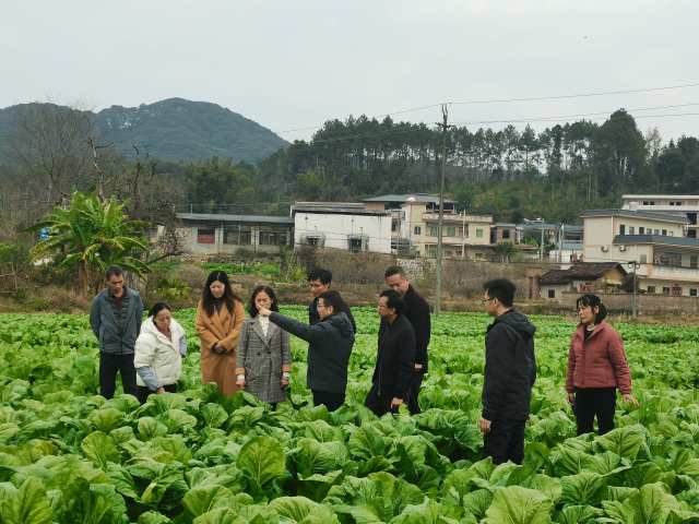 各方代表共同观摩大芥菜生长情况。